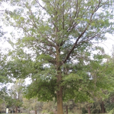Quercus palustris (Pin Oak) at Gordon, ACT - 2 Feb 2016 by michaelb