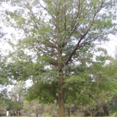 Quercus palustris (Pin Oak) at Gordon, ACT - 2 Feb 2016 by michaelb