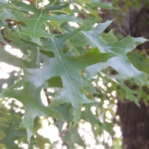 Quercus palustris at Gordon, ACT - 2 Feb 2016 07:20 PM