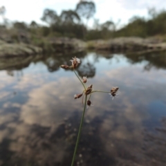 Fimbristylis dichotoma (A Sedge) at Paddys River, ACT - 2 Feb 2016 by michaelb