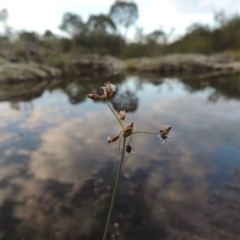 Fimbristylis dichotoma (A Sedge) at Paddys River, ACT - 2 Feb 2016 by MichaelBedingfield