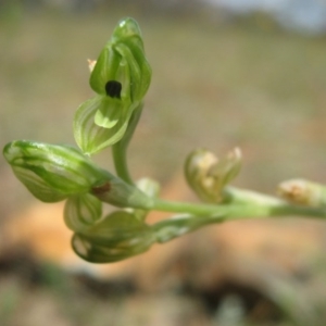 Hymenochilus bicolor (ACT) = Pterostylis bicolor (NSW) at Watson, ACT - 15 Nov 2013