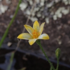 Hypoxis hygrometrica var. hygrometrica (Golden Weather-grass) at Paddys River, ACT - 2 Feb 2016 by michaelb