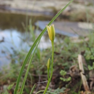 Hypoxis hygrometrica var. hygrometrica at Paddys River, ACT - 2 Feb 2016