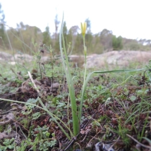 Hypoxis hygrometrica var. hygrometrica at Paddys River, ACT - 2 Feb 2016 07:33 PM