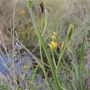 Hypoxis hygrometrica var. hygrometrica at Paddys River, ACT - 2 Feb 2016 07:33 PM