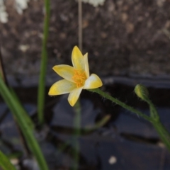 Hypoxis hygrometrica var. hygrometrica at Paddys River, ACT - 2 Feb 2016 07:33 PM