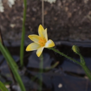 Hypoxis hygrometrica var. hygrometrica at Paddys River, ACT - 2 Feb 2016