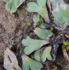 Riccia inflexa (Liverwort) at Paddys River, ACT - 2 Feb 2016 by MichaelBedingfield