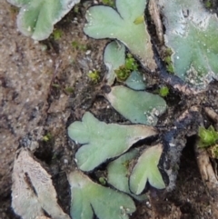 Riccia inflexa (Liverwort) at Pine Island to Point Hut - 2 Feb 2016 by MichaelBedingfield