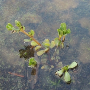 Portulaca oleracea at Paddys River, ACT - 2 Feb 2016