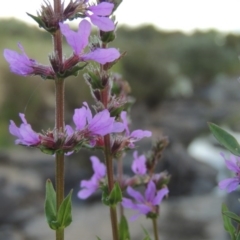 Lythrum salicaria (Purple Loosestrife) at Paddys River, ACT - 2 Feb 2016 by MichaelBedingfield