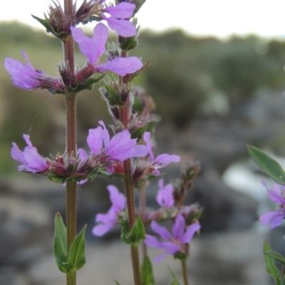 Lythrum salicaria (Purple Loosestrife) at Paddys River, ACT - 2 Feb 2016 by michaelb