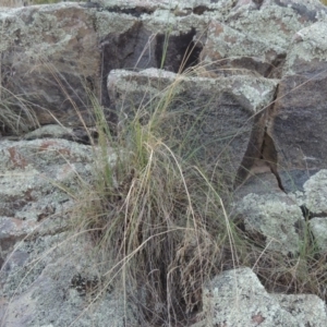 Eragrostis curvula at Paddys River, ACT - 2 Feb 2016