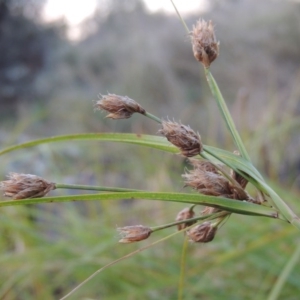 Bolboschoenus medianus at Paddys River, ACT - 2 Feb 2016