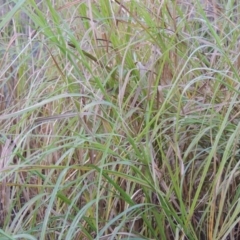 Bolboschoenus medianus at Paddys River, ACT - 2 Feb 2016