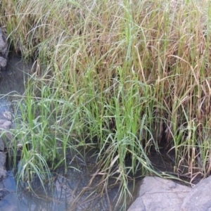 Bolboschoenus medianus at Paddys River, ACT - 2 Feb 2016