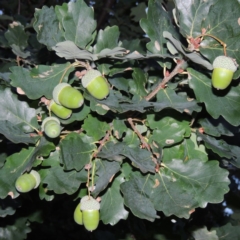 Quercus robur (English Oak) at Gordon, ACT - 2 Feb 2016 by MichaelBedingfield