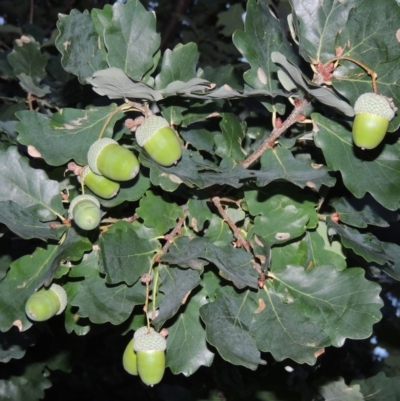 Quercus robur (English Oak) at Gordon, ACT - 2 Feb 2016 by michaelb