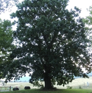 Quercus robur at Gordon, ACT - 2 Feb 2016 08:37 PM