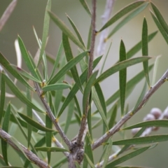 Callistemon citrinus at Red Hill, ACT - 7 May 2016 05:07 PM