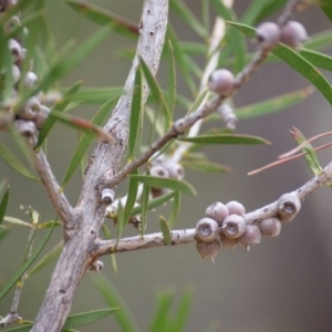 Callistemon citrinus at Red Hill, ACT - 7 May 2016 05:07 PM