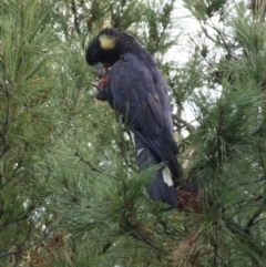 Zanda funerea (Yellow-tailed Black-Cockatoo) at Red Hill, ACT - 7 May 2016 by roymcd