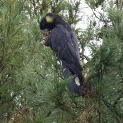 Zanda funerea (Yellow-tailed Black-Cockatoo) at Red Hill, ACT - 7 May 2016 by roymcd