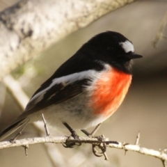 Petroica boodang (Scarlet Robin) at Garran, ACT - 2 May 2016 by roymcd