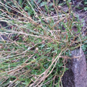 Calotis lappulacea at Molonglo River Reserve - 9 Jan 2016 12:54 AM