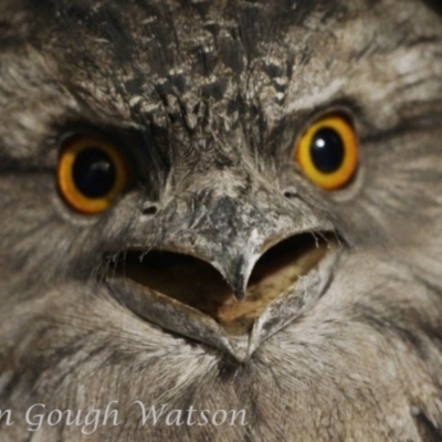 Podargus strigoides (Tawny Frogmouth) at QPRC LGA - 17 May 2015 by BarrieR