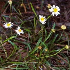 Brachyscome graminea (Grass Daisy) at Potato Point, NSW - 12 Mar 1998 by BettyDonWood