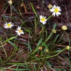 Brachyscome graminea (Grass Daisy) at Eurobodalla National Park - 11 Mar 1998 by BettyDonWood