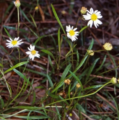 Brachyscome graminea (Grass Daisy) at Potato Point, NSW - 12 Mar 1998 by BettyDonWood