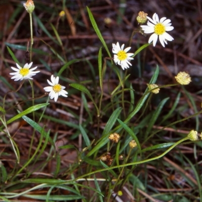 Brachyscome graminea (Grass Daisy) at Eurobodalla National Park - 12 Mar 1998 by BettyDonWood