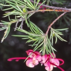 Grevillea rosmarinifolia subsp. rosmarinifolia (Rosemary Grevillea) at Campbell, ACT - 3 Nov 2004 by BettyDonWood