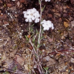 Leucopogon virgatus (Common Beard-heath) at Black Mountain - 17 Oct 2002 by BettyDonWood