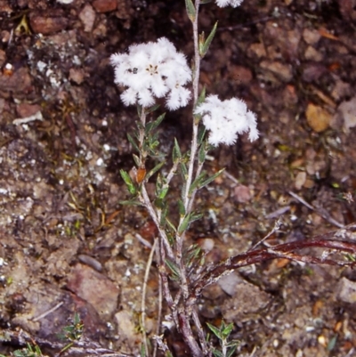 Leucopogon virgatus (Common Beard-heath) at Acton, ACT - 18 Oct 2002 by BettyDonWood