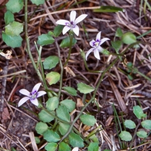 Isotoma fluviatilis subsp. australis at Glen Allen, NSW - 17 Feb 1998 12:00 AM