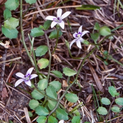 Isotoma fluviatilis subsp. australis (Swamp Isotome) at Glen Allen, NSW - 16 Feb 1998 by BettyDonWood