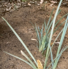 Lomandra longifolia (Spiny-headed Mat-rush, Honey Reed) at Brindabella, NSW - 14 Dec 2003 by BettyDonWood