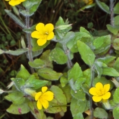 Erythranthe moschata (Musk) at Snowball, NSW - 10 Feb 1998 by BettyDonWood