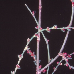 Polygonum arenastrum (Wireweed) at Mount Clear, ACT - 23 Mar 2006 by BettyDonWood