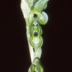 Hymenochilus bicolor (Black-tip Greenhood) at Paddys River, ACT - 4 Nov 2004 by BettyDonWood