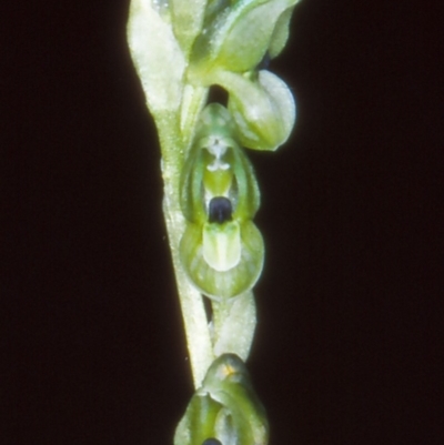 Hymenochilus bicolor (ACT) = Pterostylis bicolor (NSW) (Black-tip Greenhood) at Paddys River, ACT - 5 Nov 2004 by BettyDonWood