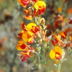 Pultenaea microphylla (Egg and Bacon Pea) at Black Mountain - 30 Nov 2001 by BettyDonWood