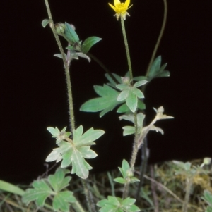 Ranunculus scapiger at Cotter River, ACT - 14 Nov 2004 12:00 AM