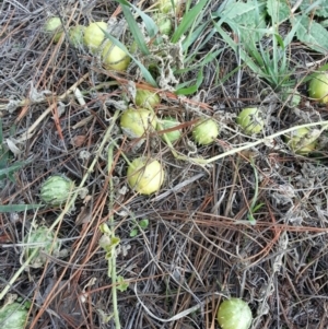 Cucumis myriocarpus at Bungendore, NSW - 11 May 2016 04:10 AM