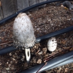 Coprinus comatus (Shaggy Ink Cap) at QPRC LGA - 9 May 2016 by wombey