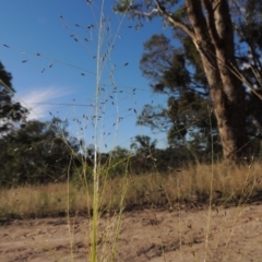 Eragrostis trachycarpa (Rough-grain Lovegrass) at Tennent, ACT - 7 Feb 2016 by MichaelBedingfield